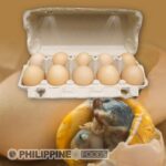 鶏のバロット (鶏の有精卵ふ化前) 10個パック 【日本産】